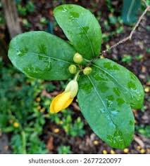 Image result for Ochnaceae