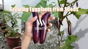 Tips and inspiration to get growing. Growing Eggplant From Seeds W Pictures Steemit