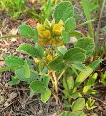 Image result for Rhynchosia resinosa