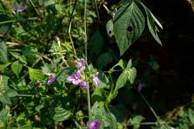 Image result for Dicliptera laxata