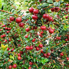 Image result for Guibourtia schliebenii