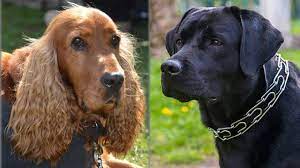 Spanador Cocker Spaniel Lab Mix Info Pictures Facts Doggie Designer