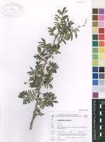 Image result for Albizia harveyi