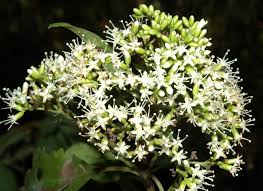 Image result for Nuxia congesta