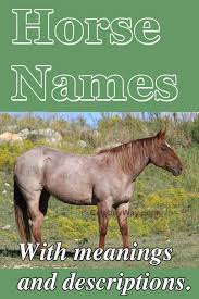 Horse Names With Meanings Horse Names Horse Show Names Best Horse Names