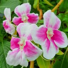Image result for Impatiens keilii