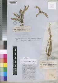 Image result for Polygala melilotoides