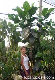 Image result for Tabernaemontana crassa