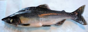 Vi følger også norsk sjømat ut i den store verden De Mest Vanlige Sporsmalene Om Pukkellaks Fiskeavisen No