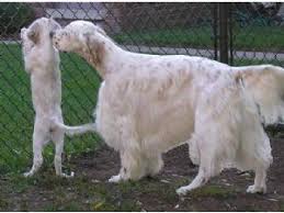 English setter litter born april of this year 805.09 miles. English Setter Puppies In Michigan