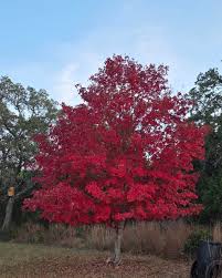 Image result for bigtooth maple