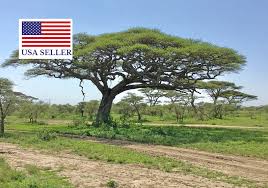 Image result for Acacia tortilis