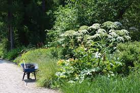 La panace di mantegazzi, heracleum mantegazzianum levier et sommier è una pianta. Panace Di Mantegazza Non Toccate Questa Pianta Aliena Invasiva E Pericolossissima E Provoca Ustioni Greenme
