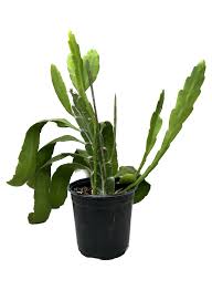 Night Blooming Cereus – Joe Cappel's Garden Center