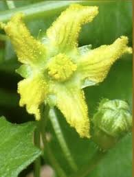 Image result for Kedrostis africana