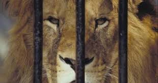The Science Of Animal Behavior Focuses On How Animals Behave And Why They Behave The Way They Do Some Colleges Offe Animal Behavior Animals Wildlife Biologist