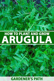 We did not find results for: How To Plant And Grow Arugula Add Rocket Greens To Your Garden Organic Gardening Tips Gardening For Beginners Growing Vegetables