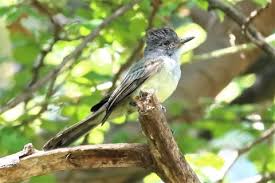 Sooty-crowned Flycatcher (phaeocephalus)