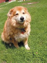 German shepherd chow mixes will be large sized dogs. Chow Dog Photo Chow Chow Chow Dog Breed Golden Retriever Dog Photos