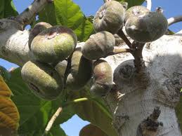 Moon valley nurseries has a wide selection of citrus and fruit trees to choose from. Pin By New World Travel On Exploring Holy Land And Jordan Ancient Israel Israel Bible Land