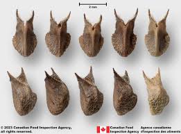 Image result for Sida serratifolia