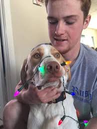 Lost Italian Greyhound Dog in Lincoln Oaks Subdivision