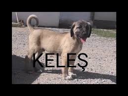 Kangal Isimleri Yavru Kangal Youtube