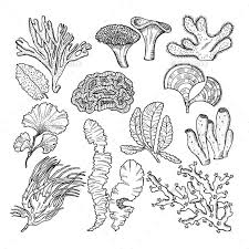 Corals And Underwater Plants In Ocean Or Aquarium Coral Drawing Ocean Illustration Coral Art