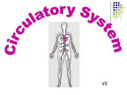 It shows arteries and veins within the human body. Identifying Blood Vessels Ppt Download