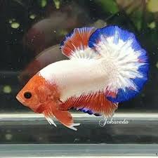 Pin By Bev Holden On Planted Aquarium Betta Fish Betta Aquarium Fish
