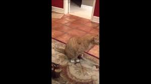 It simple terms, it's when a cat drags their bottom along the floor. Cat Butt Scoot Youtube