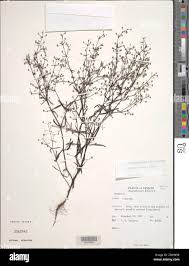 Image result for Oldenlandia herbacea