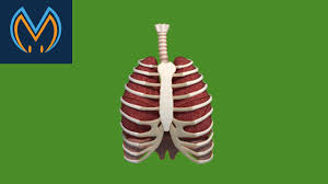 In humans, the rib cage is located in the upper body and consists of 24 bones that serve the purpose of protecting many vital organs. Animated Breathing Rib Cage Youtube