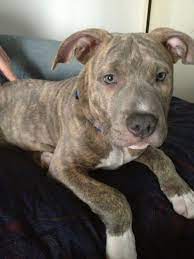 Dustinx24 Mack My Little Blue Nose Pitbull Pitbulls Dog Breeds Canine Pet Dogs Pitbull Puppy Pitbulls Baby Animals Cute Animals