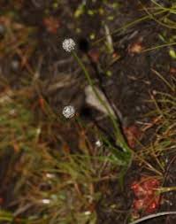 Image result for Eriocaulon truncatum