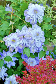 Check spelling or type a new query. Making The Most Of Clematis Garden World