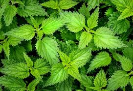 Image result for Urtica
