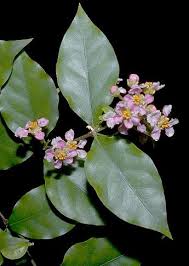 Image result for Malpighiaceae