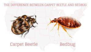 Maybe you would like to learn more about one of these? How To Get Bed Bugs Out Of Carpet Remove Them Effectively