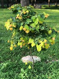 Few trees have caused such a commotion in recent years as the rising sun™ redbud, and when you see it, you'll know why! My Rising Sun Redbud Gardening
