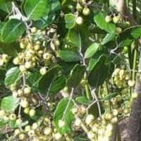 Image result for Curtisia dentata