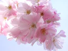 أجمل صور ورد أبيض Photo Hd Pink Spring Flowers Flower Photos Flowers