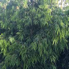 Maybe you would like to learn more about one of these? Waterhousea Floribunda