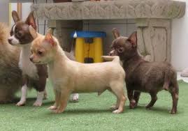 Pin En Hermosos Chihuahuas