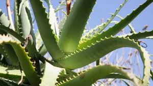 Image result for Aloe arborescens × musapana