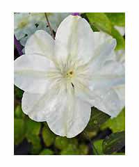 We did not find results for: Clematis Guernsey Cream Westcountry Nurseries