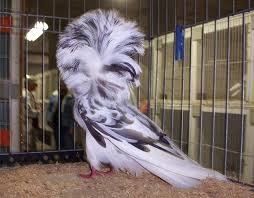 White Bird With Long Hair On Head 84 Animals With Majestic Hair Pigeon Breeds Pigeon Pictures Jacobin Pigeon