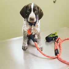 The purebred german shorthaired pointer. German Shorthaired Pointer Puppies For Sale Banning Ca 298381