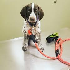 The german shorthaired pointer (gsp) is a medium to large sized breed of dog developed in the 19th century in germany for hunting. German Shorthaired Pointer Puppies For Sale Banning Ca 298381