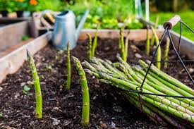 Image result for Asparagus buchananii